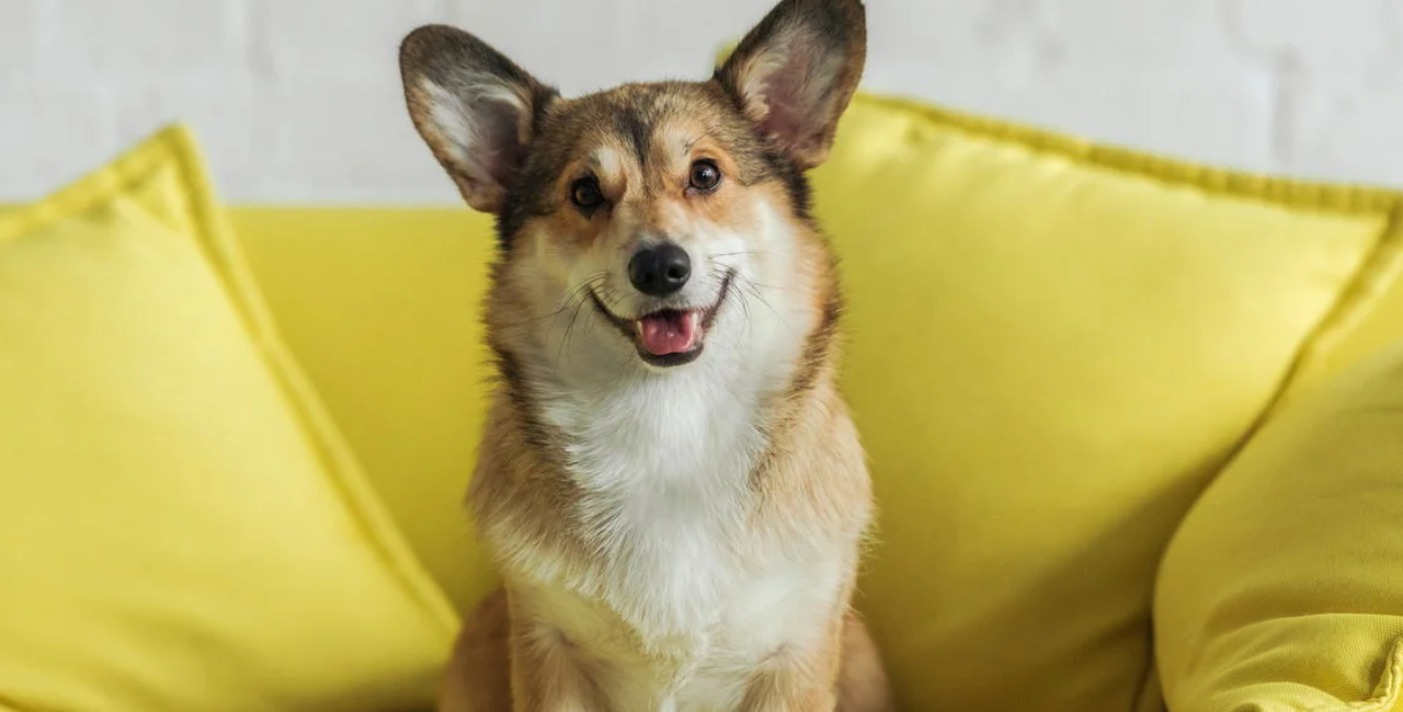 15 cosas que los perros entienden, aunque nunca les hayas enseñado