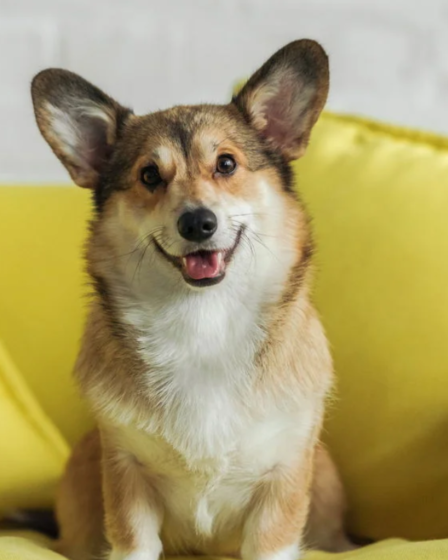 15 cosas que los perros entienden, aunque nunca les hayas enseñado