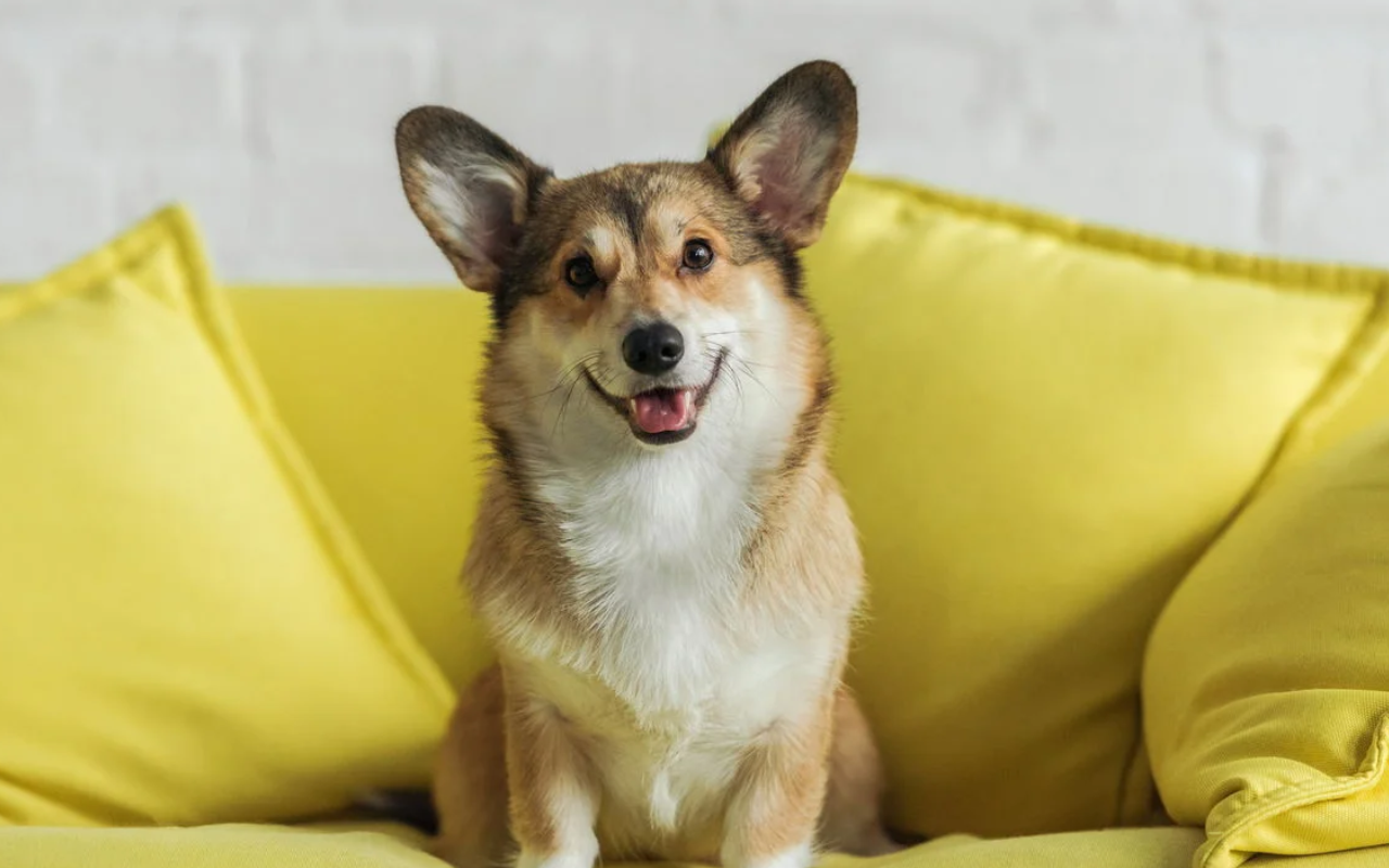 15 cosas que los perros entienden, aunque nunca les hayas enseñado
